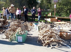 Antlers Antler Poundage Prices